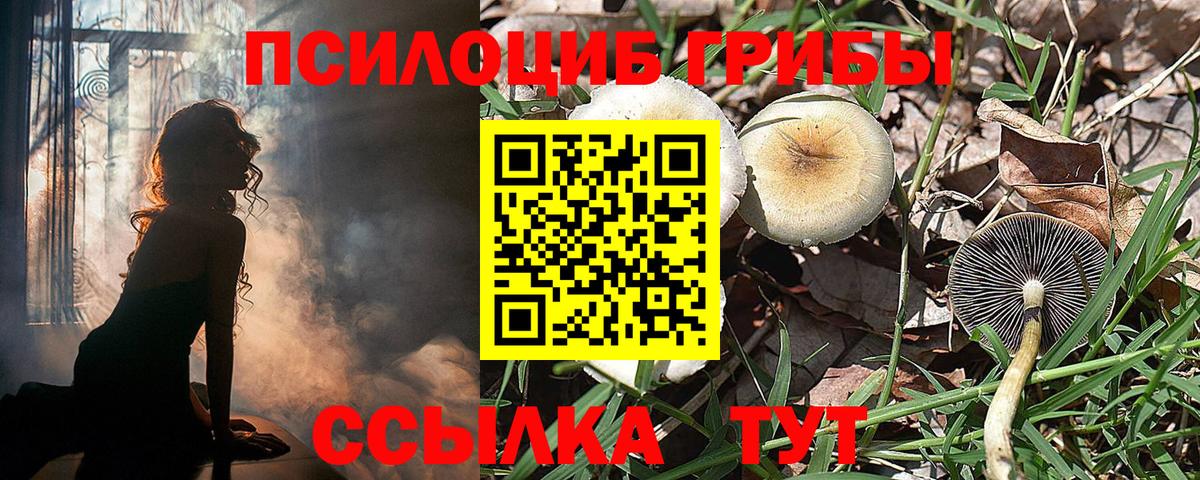Галлюциногенные грибы Psilocybe Смоленск